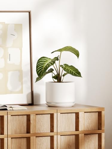 LE TAUCI Ceramic Pots for Plants, 8 Inch Plant Pot with Drainage Hole & Saucer, Modern Minimalist Planters for Indoor Plants, Round Flower Pot for Snake Plant, Monstera, Perfect for Home Decor, White - Image 5