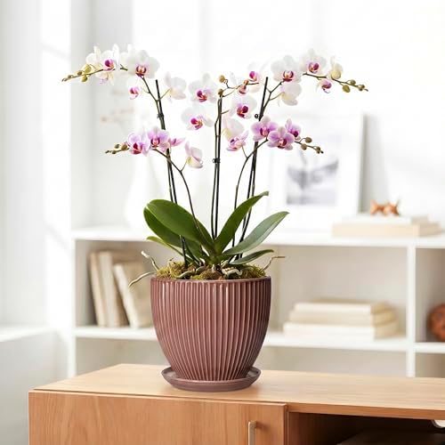 8 Inch Ceramic Flower Pots, Plant Pots Indoor with Drainage Hole and Saucer, Round Flower Pot for Indoor Plants, Decorative Modern Planter, Garden House Decor, Gardening Gifts, Rust Red - Image 5