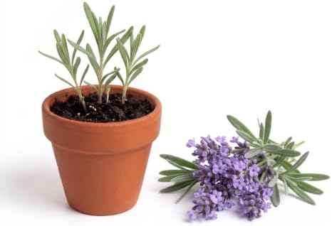 BUZZY Seeds Lavender Grow Kit 20-Pack, Mini Terracotta Pots, Bulk Favors - Image 2