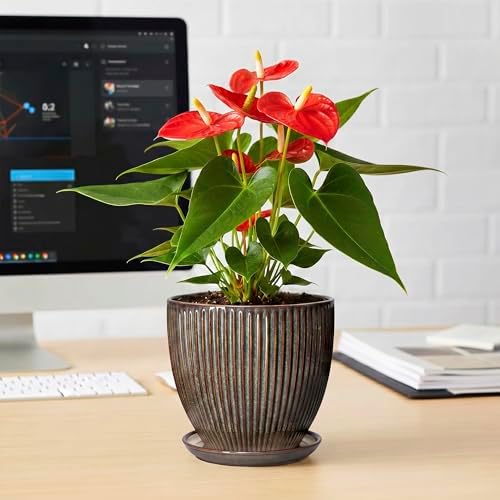 6 Inch Plant Pot, Ceramic Pots for Plants with Drainage Hole and Saucer, Decorative Planters for Indoor Plants, Small Flower Pots, Home Office Room Decor, Gifts for Plant Lovers, Retro Brown - Image 6