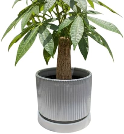 Cuteforyou 5.1 Inch Modern Textured Ceramic Succulent Planter Pot – Perfect for Small Plants, Cacti & Desk Decor – Lightweight & Durable，Gray - Image 3