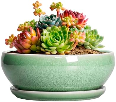 SQOWL Succulent Pots 6 Inch - Ceramic Bonsai Planter for Indoor Plants Outdoor, Shallow Planter with Drainage Hole and Tray, Round Planters for Cactus Flower, Office Decor, Gardening Gifts, Green by SQOWL