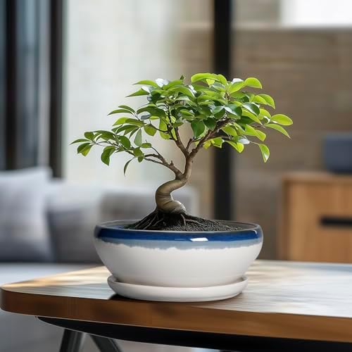 SQOWL Bonsai Pots Ceramic - 8 Inch Succulent Planters Indoor, Succulent Pot with Drainage Hole and Tray, Shallow Ceramic Plant Pot, Round Bowl Planter, Porch Decor, Gardening Gift, Blue Off-White - Image 3