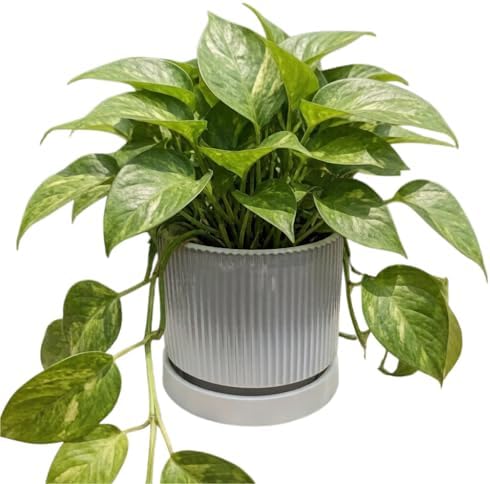 Cuteforyou 5.1 Inch Modern Textured Ceramic Succulent Planter Pot – Perfect for Small Plants, Cacti & Desk Decor – Lightweight & Durable，Gray - Image 4
