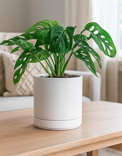 D'vine Dev 6.5 Inch Ceramic Planter Pot, White, 94-O-C-1 - Image 6