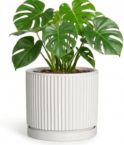 8 Inch Pots for Plants, Ceramic Plant Pots with Saucer, White by Unknown
