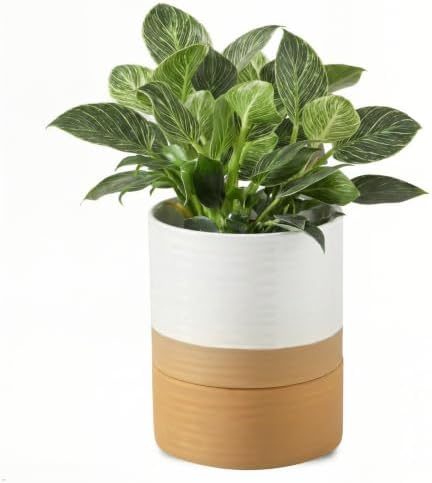 HASENSE Self Watering Plant Pot, 6 Inch Porcelain Planter with Drainage Hole and Saucers for Indoor & Outdoor Plants, Round Flower Pots for Houserwarming Gift, White by Hasense