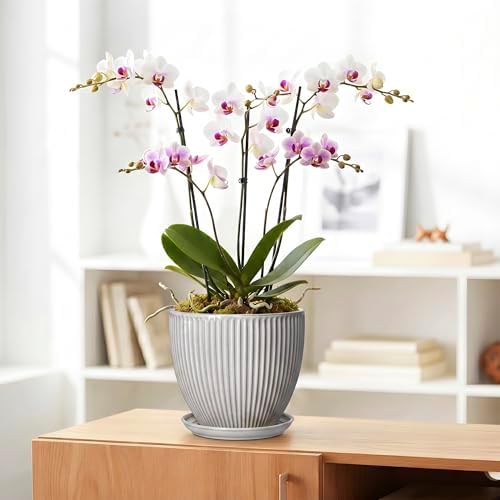 Ceramic Planters for Plants, 8 Inch Flower Pot with Drainage Hole and Saucer, Round Plant Pots for Indoor Plants, Modern Decorative Planter, Home Garden Decor, Gifts for Plant Lovers, Grey - Image 5