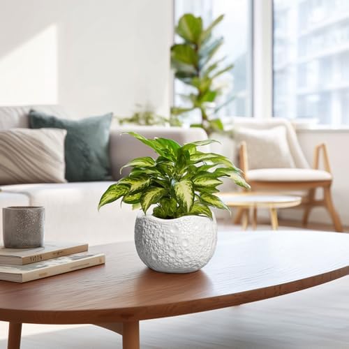 Ceramic Pots for Plants - 6 Inch Plant Pot for Indoor Outdoor, Decorative Orchid Pots with Drainage Hole, Unique Round Modern Planters, Home Decor, Gifts for Plant Lovers, White - Image 6