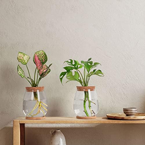 Plant Propagation Station,2 Pcs Glass Vases with Wooden Stand & Lid - Image 5