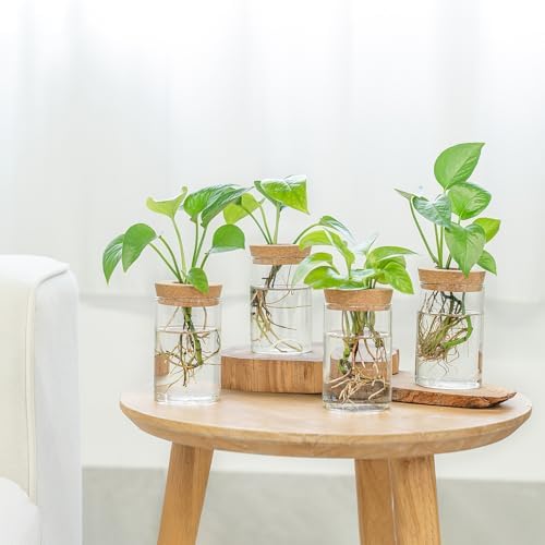 Dahey Plant Propagation Stations, 4 Pcs Glass Vases with Wooden Stand & Lid - Image 5