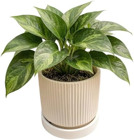 Cuteforyou 5.1 Inch Modern Textured Ceramic Succulent Planter Pot – Perfect for Small Plants, Cacti & Desk Decor – Lightweight & Durable，Yellow - Image 4