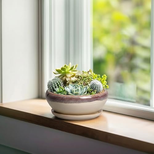 SQOWL Small Bonsai Pots - 6 Inch Ceramic Plant Pots for Succulents, Shallow Planter with Drainage Hole and Saucer, Round Planters for Indoor Outdoor Cactus Plants, House Decor, Birthday Gifts, Beige - Image 4