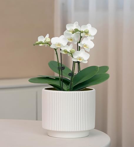 Ceramic 4.9+6.3 inch Planters, Modern Home and Office Flowerpot, Indoor and Outdoor Flowerpot with Drainage Hole (White) - Image 6