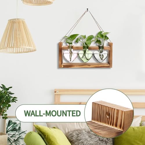 Plant Terrarium Propagation Stations Hydroponics - Image 3