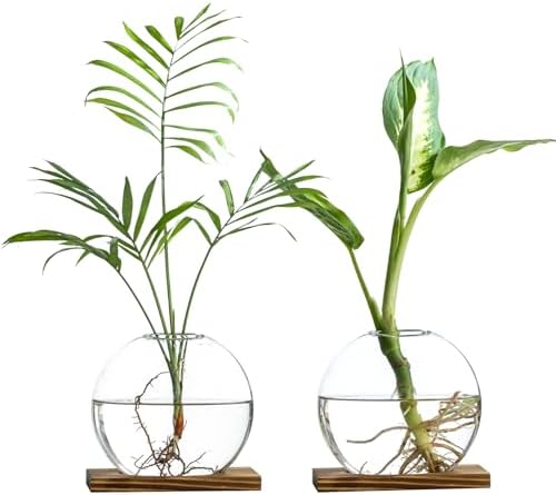 Glass Planter Propagation Station with Wooden Base - Clear Oblate Hydroponic Vase, Decorative Desktop Flower Vase for Home, Office, Windowsill - Gift for Plant Lovers (2) by wangsdjy