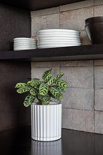 Veradek Demi Series Demi 6" Planter w/Tray - White, 2 Pack - Image 5