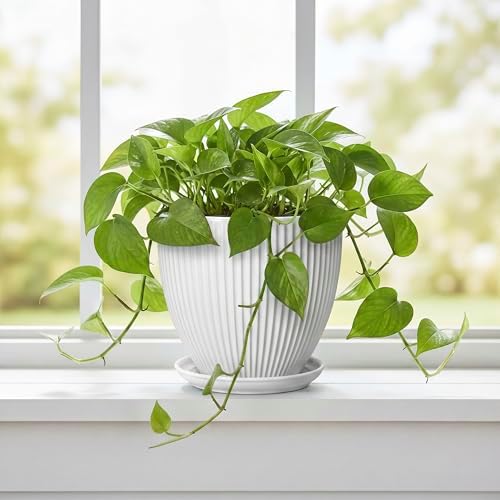 Ceramic Pots for Plants, 6 Inch Plant Pot with Drainage Hole and Saucer, Round Ceramic Flower Pots for Indoor Plants, Modern Small Succulent Planter, Room Home Decor, Plant Lover Gifts, White - Image 5