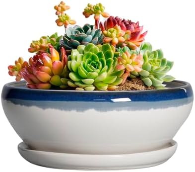 SQOWL Succulent Planters 6 Inch - Ceramic Bonsai Pots with Drainage Hole and Saucer, Round Shallow Planter for Indoor Plants, Ceramic Cactus Pot, Apartment Decor, Gifts for Women, Blue Off-White by SQOWL