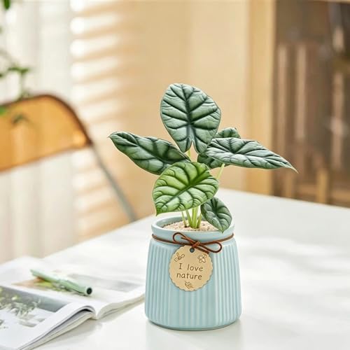 Pastel Ceramic Succulent Pots, Small Mini Flower Planter Pots with Jute Tag, Decorative Indoor Cactus Plant Container for Home Windowsill Desktop Decor (Blue) - Image 5