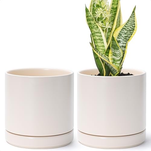 D'vine Dev 2-Pack Ceramic Pots with Saucers, Oatmeal, 6.5 in, 94-V-C-8 by DvineDevPlanterPotsandStand