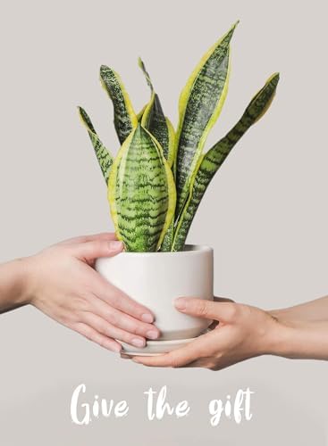 LE TAUCI Ceramic Pots for Plants, 4.3+5.3+6.8 Inch Plant Pots, Indoor Planters with Drainage Hole and Saucer for Succulents, Herbs and Flowers, Set of 3, Satin, White - Image 5