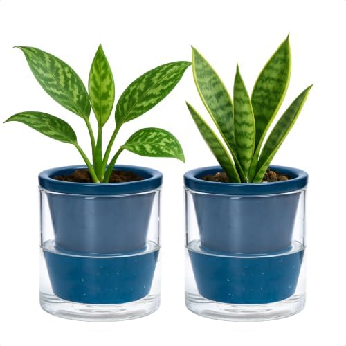 D'vine Dev Self-Watering Blue Terracotta Planter, 4 in, 2-Pack, 37-Y-A-4 by DvineDevPlanterPotsandStand