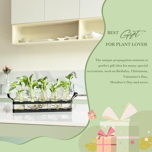 Mkono Propagation Stations, 5 Jars Desktop Glass Plant Terrarium with Stand - Image 5