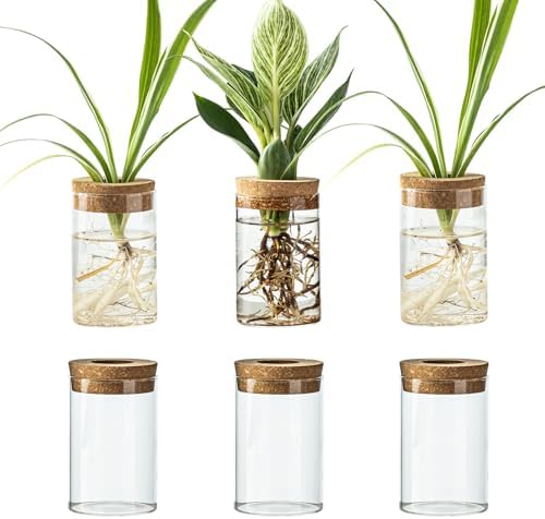 Glass Plant Propagation Station Set of 6, Modern Desktop Flower Vase for Succulent Cuttings, Home Office Decoration, Ideal Housewarming Gift for Living Room, Bedroom by Snminetal