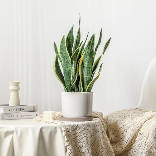 8 Inch Ceramic Plant Pot with Drainage Hole & Separate Saucer - Image 5