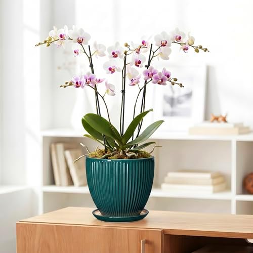 Ceramic Planter, 8 Inch Plant Pots with Drainage Hole and Saucer, Round Flower Pots for Indoor Plants, Modern Decorative Pot for Plants, Bathroom Decor, Gifts for Plant Lovers, Blackish Green - Image 5