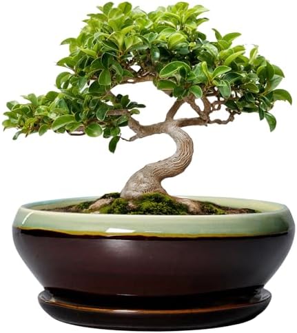 SQOWL Bonsai Pots 8 Inch - Ceramic Succulent Planters with Drainage Hole and Tray, Round Shallow Planter for Indoor Plants, Ceramic Planter Bowl Outdoor, Living Room Decor, Garden Gift, Green-Brown by SQOWL