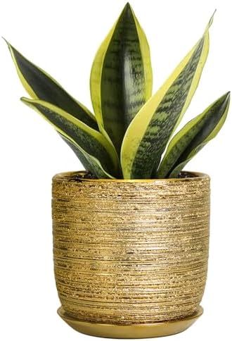 Succulent Pot 5 Inch, Ceramic Plant Pot for Indoor Flowers, Gold by SUNPOTFOR