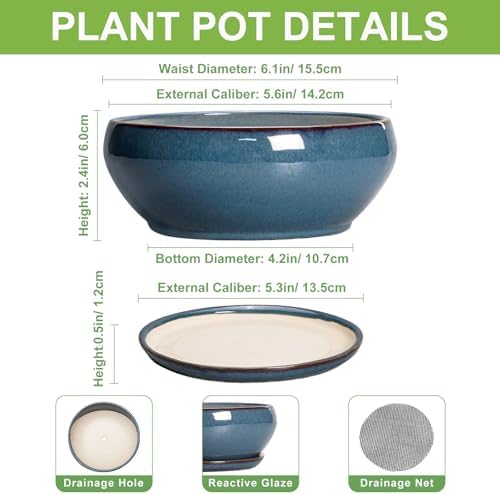 SQOWL Succulent Pots - 6 Inch Ceramic Bonsai Pots, Shallow Planter with Drainage Hole and Saucer, Modern Round Planter for Indoor Plants Outdoor, Flower Cactus Pot, Home Decor, Plant Lover Gift, Blue - Image 2