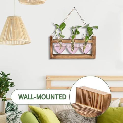 Plant Terrarium Propagation Stations Hydroponics - Image 3