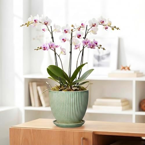 8 Inch Planter, Ceramic Plant Pots with Drainage Hole and Saucer, Decorative Pots for Plants Indoor, Ceramic Flower Pots, Round Modern Planter, Living Room Decor, House Warming Gifts, Green - Image 5