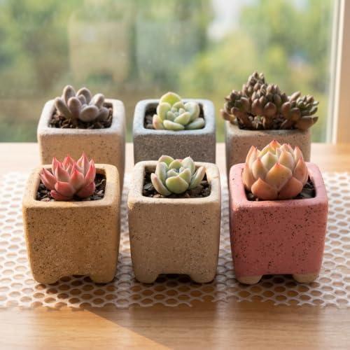 12-Pack 1.6" Modern Square Succulent Pots with Large Drainage Hole - Rustic Morandi Stone Textured Ceramic Planters, Mini Pots for Air Plants, Fairy Gardens (Dusty Pink) - Image 6