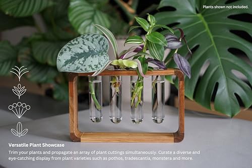 Source & Plot Plant Propagation Station - Acacia Wood Stand with 4 Glass Test Tubes, Tabletop Hydroponic Terrarium Planter Rack for Rooting & Houseplant Decor, Gift for Plant Lovers - Image 4
