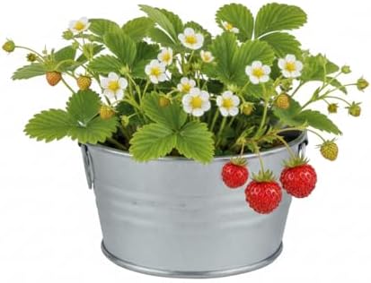 Buzzy Seeds Strawberry Grow Kit, Galvanized Basin Planter, Indoor/Outdoor - Image 2
