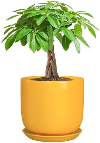 Indoor Plant Pot - 7 Inch Modern Round Ceramic Planter for Indoor Outdoor Plants with Drainage Hole and Saucer, Home Garden Office House Decor, Yellow by SUNPOTFOR
