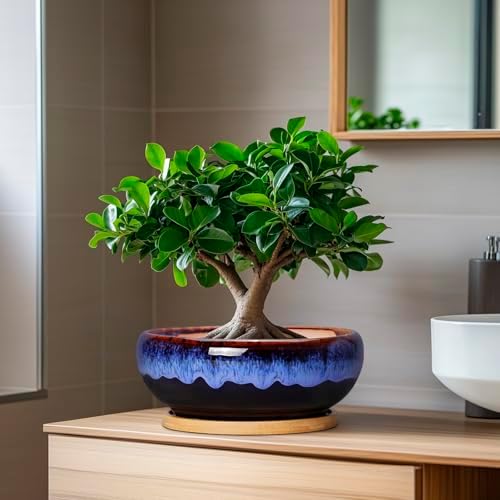 SQOWL 7 Inch Round Ceramic Succulent Planter Pot Drip Glazed Shallow Planter with Drainage Bamboo Tray for Indoor Plants - Image 5