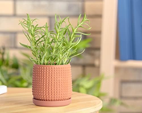 D'vine Dev Beaded Terracotta Pot with Saucer, 4 in, Terra Cotta, 27-C-Z-7 - Image 2