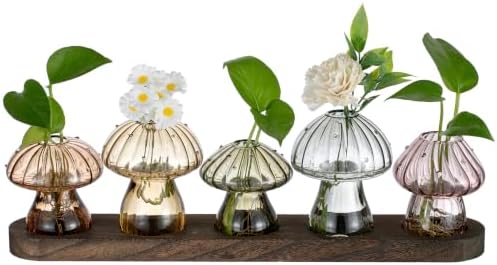 Glasseam 5 Pcs Mushroom Propagation Station: Glass Terrarium Jar for Plants by Glasseam