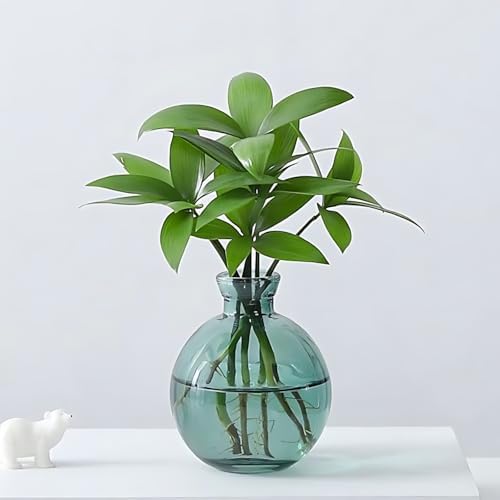 Cute Plant Propagation Station Glass Bulb Water Vases Green Office Decor - Image 7