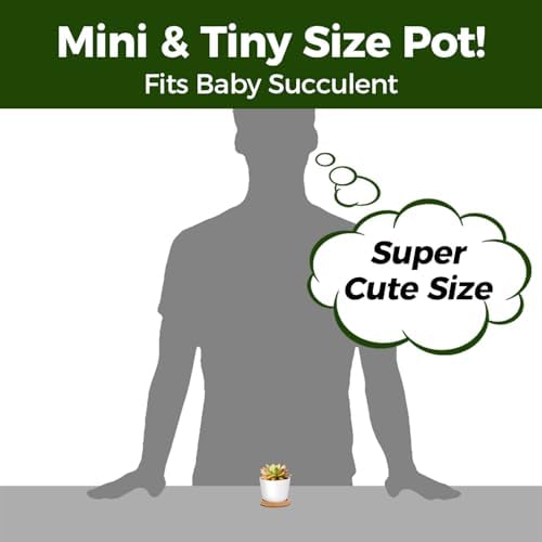 T4U Small Succulent Pots 12 Pack, Mini Flower Planters with Drainage White - Image 3