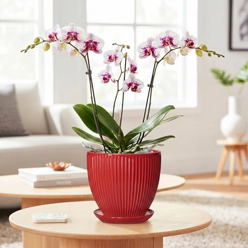 Ceramic Planter, 6 Inch Plant Pot Indoor with Drainage Hole and Saucer, Small Pots for Plants, Modern Succulent Flower Pot, Round Planter, House Garden Decor, Plant Gifts for Women Men, Red - Image 3