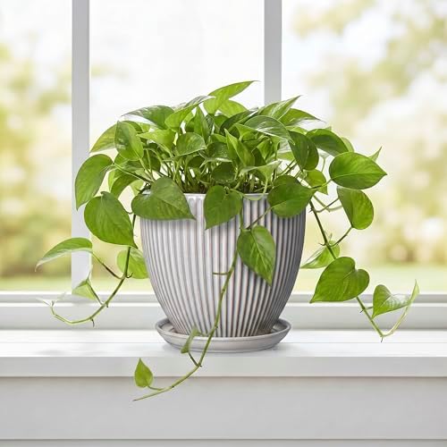 6 Inch Pots for Plants, Ceramic Plant Pots for Indoor Snake Plants, Round Succulent Planter with Drainage Hole and Saucer, Modern Decorative Flower Pot, Bathroom Decor, Gardening Gifts, Grey - Image 5