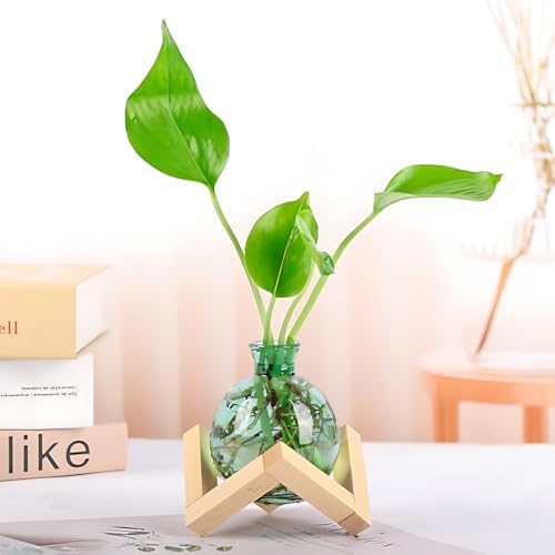 Cute Plant Propagation Station Glass Bulb Water Vases Green Office Decor by HymoConn