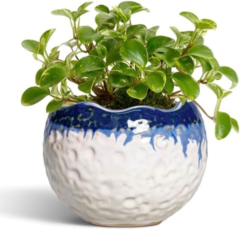 4 Inch Plant Pots, Ceramic Pots for Plants, Beige-Blue by Thirtypot