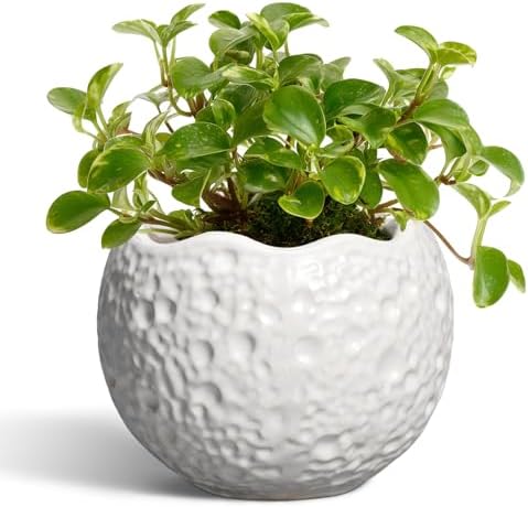 4 Inch Plant Pots - Ceramic Pots for Plants with Drainage Hole, Small Planter for Indoor Outdoor, Unique Succulent Pot, Decorative Modern Round Planter, Desk Decor, Plant Lover Gifts, White by Thirtypot